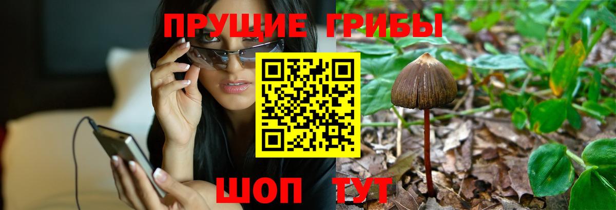 Псилоцибиновые грибы GOLDEN TEACHER  купить  сайты  Амурск  Вход с VPN 